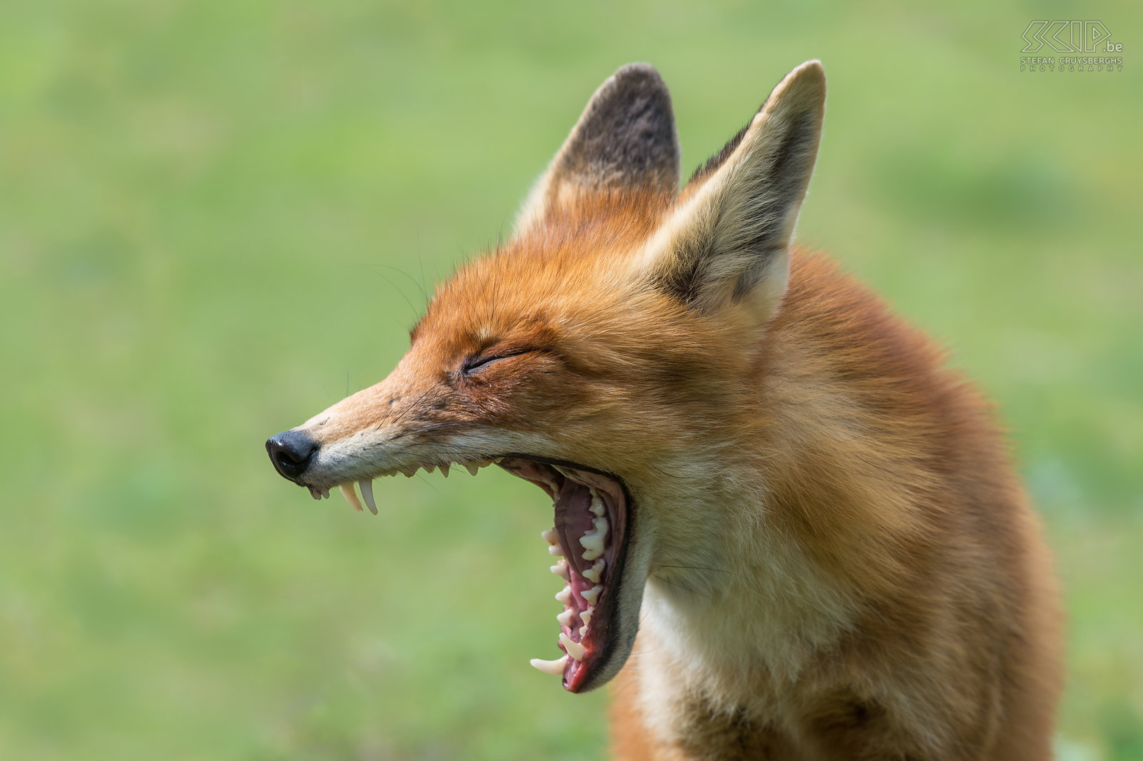 Amsterdamse Waterleidingduinen - Fox The Amsterdamse Waterleidingduinen is a beautiful nature reserve in the province of North Holland in the Netherlands. It is a dune area with lots of water channels. It has the largest population of fallow deers in the Netherlands. There also red foxes (Vulpes vulpes), some of them are used to people. Stefan Cruysberghs